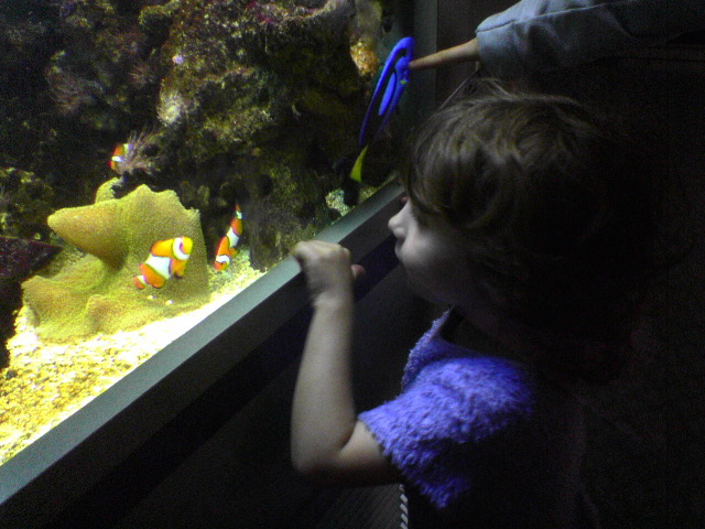 Amber looking at fish