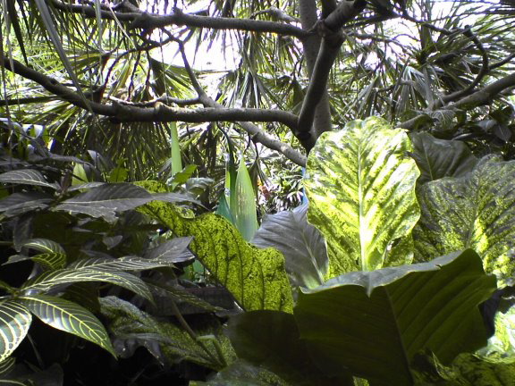 garden5