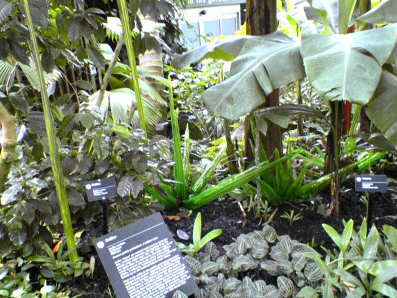 garden4