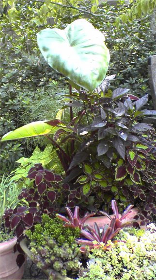 BrookfieldGardens2-plants