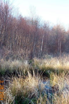The Grasses