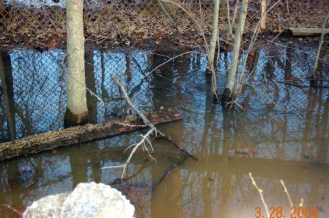 Frogs On Log